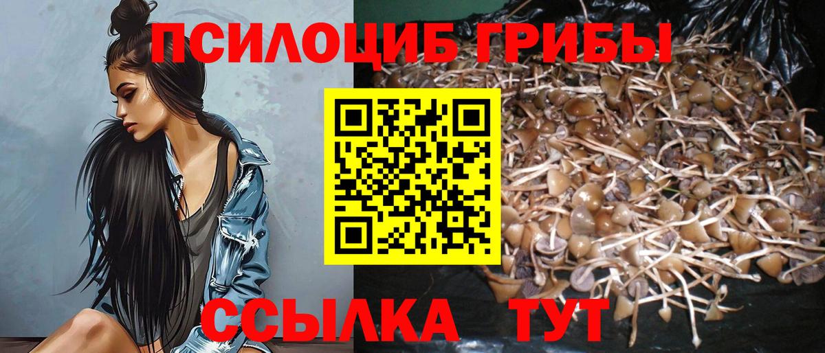 Кимовск  Галлюциногенные грибы Psilocybe  Вход с VPN 